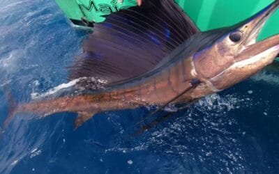 Sportfishing in Panama: Size Matters