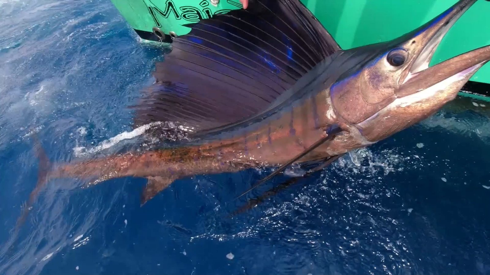Sailfish jumping off Panama's Pacific coast