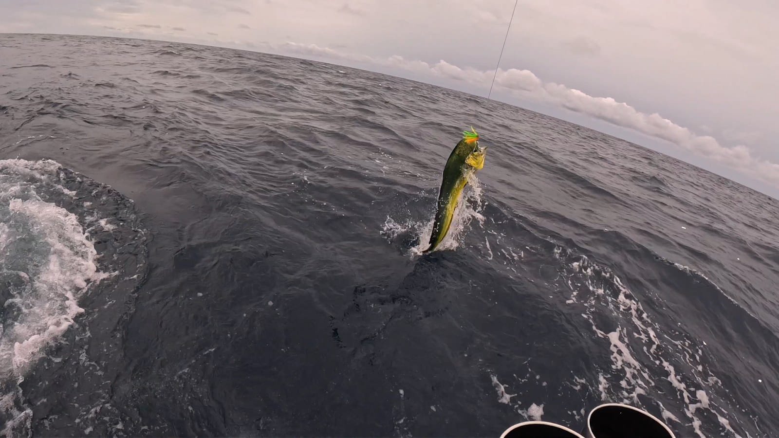 Dorado jumping out of the water off Panama's Pacific coast