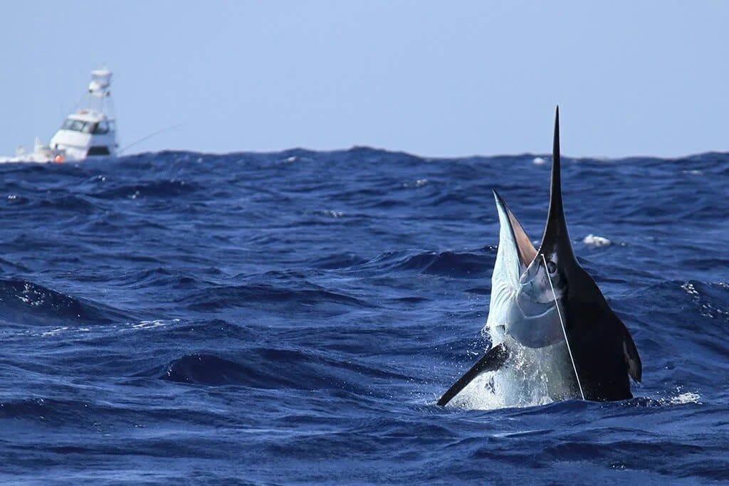 Marlin swimming near the surface off Panama's Pacific coast